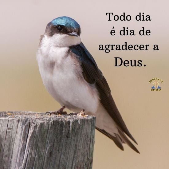 Todo dia é dia de agradecer