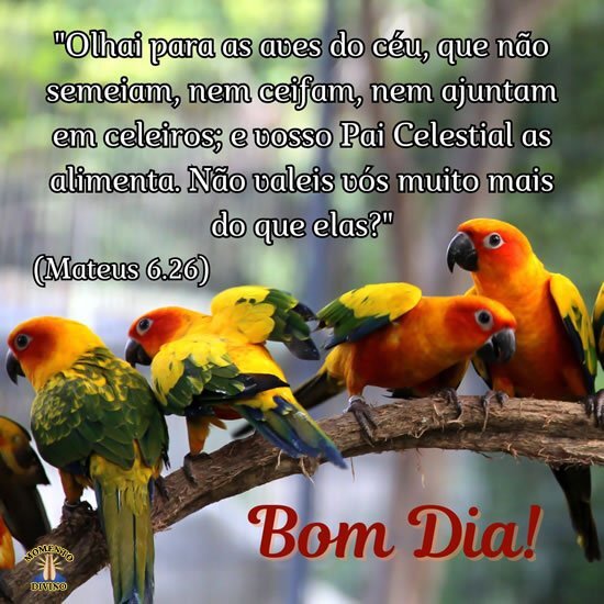 Aves e mensagens