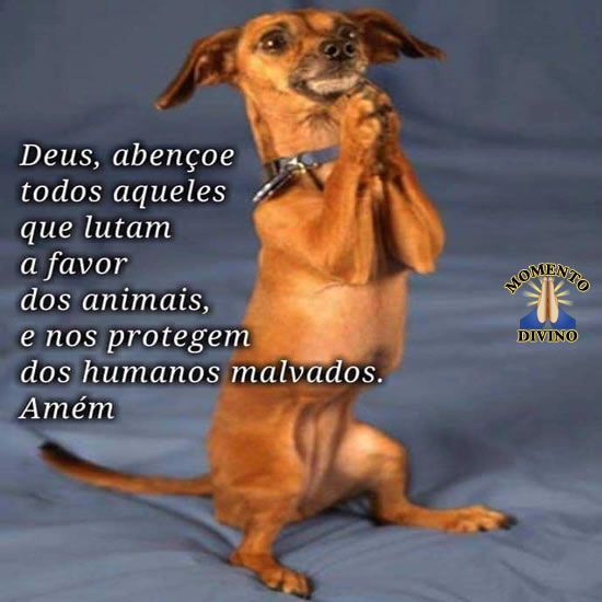 A favor dos animais