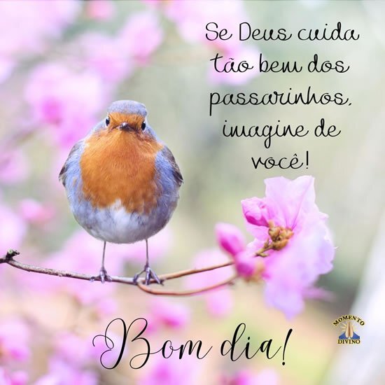 Bom dia - Momento Divino - 3893