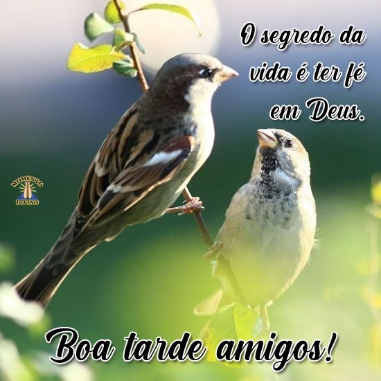 Boa tarde amigos